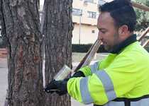 El Área de Servicios de Peñíscola inicia el tratamiento contra la procesionaria