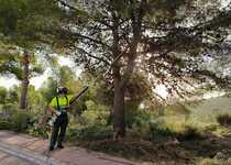 Peñíscola avanza en los trabajos de mitigación del riesgo de incendios