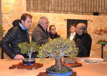La Exposición de Bonsáis abre hoy sus puertas en Peñíscola