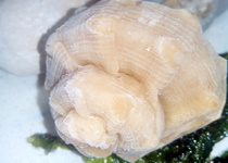 #FITUR2015 Peñíscola apuesta por la gastronomía como plato fuerte de su promoción