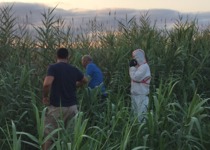 El Ayuntamiento de Peñíscola finaliza la segunda fase de fumigaciones en el humedal contra los mosquitos