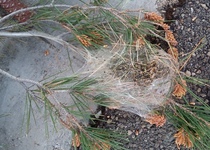 El Ayuntamiento de Peñíscola tacha de insuficiente la respuesta de Conselleria frente a la Procesionaria