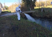 El Ayuntamiento de Peñíscola inicia los tratamientos con larvicida biológico para el control del mosquito tigre