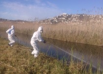 El Ayuntamiento de Peñíscola amplía los tratamientos con larvicida para el control del mosquito tigre en imbornales urbanos