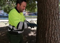 Restricción de acceso en zonas ajardinadas por tratamientos con endoterapia en Peñíscola para la prevención de la procesionaria 